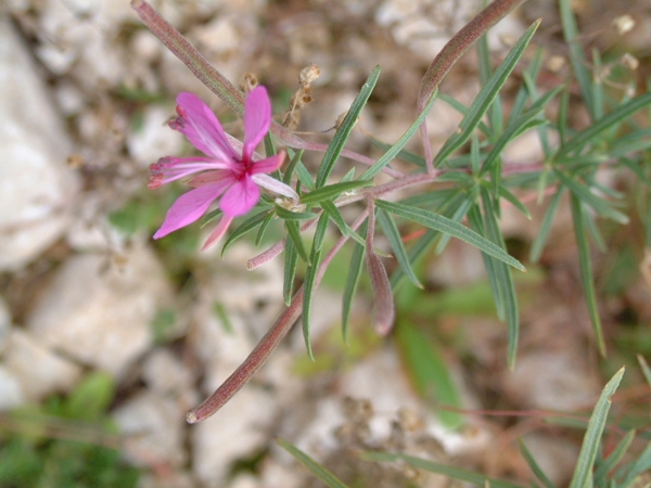 Chamaenerion dodonaei  (ex Epilobium dodonaei)/ Garofanino di Dodonaeus